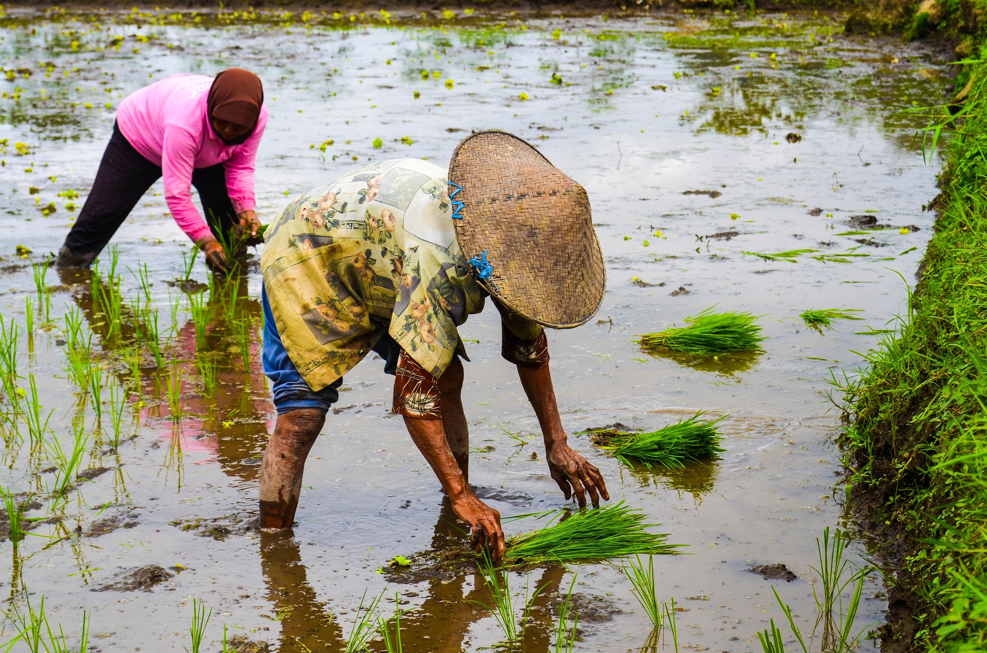 Rice Field